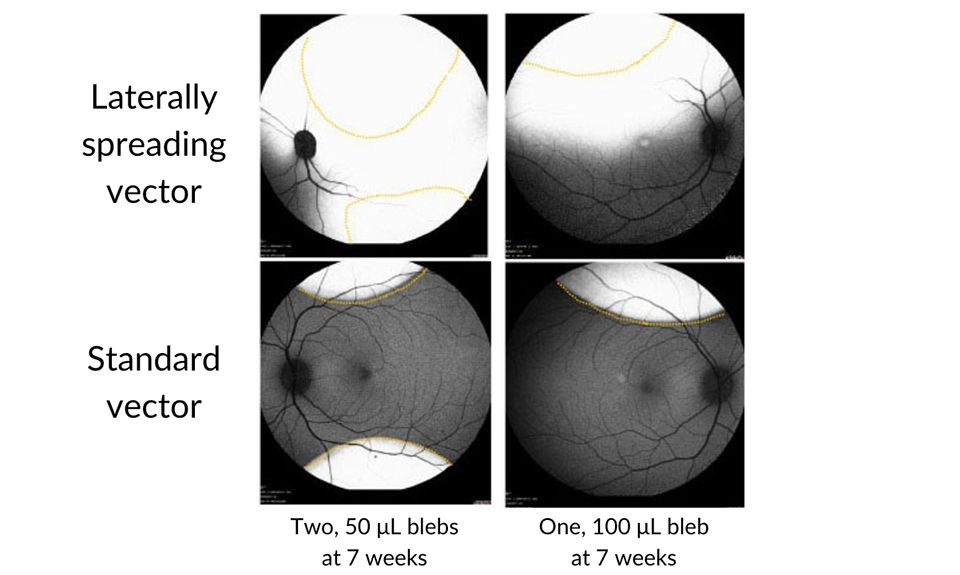 Four black and white images of an eye sit stacked in a square showing the different amount of the drug found in each eye.